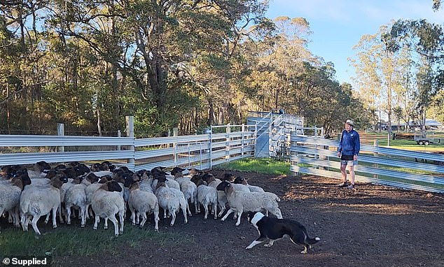 Western Australian sheep farmer Matt Kippen (pictured) said the ban on live animal exports had forced him to shoot sheep