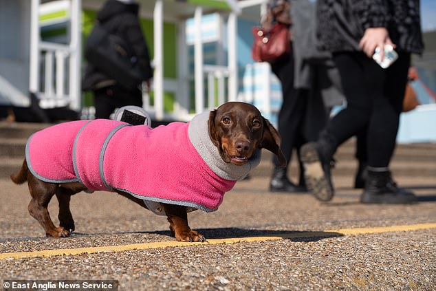 The event, which started seven years ago and was organized by 33-year-old Laura Baggott, has become an important date on the dachshund community's calendar. In 2022 it set a world record with 2,238 dogs present