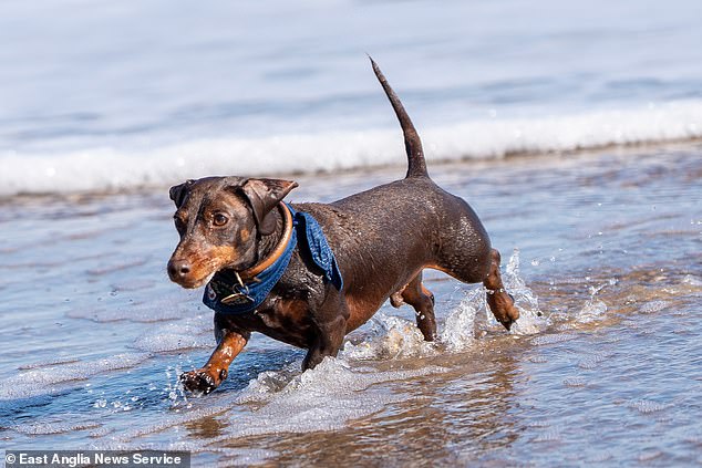 The festival is partly aimed at raising awareness and fundraising to combat intervertebral disc disease, which often occurs in sausage dogs because of their long bodies.