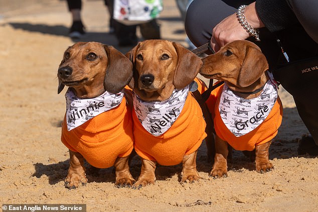 This year's event was almost canceled due to health and safety concerns. But permission was granted by East Suffolk Council just days earlier, much to the delight of sausage dog enthusiasts who came from as far afield as Florida to enjoy the walk.