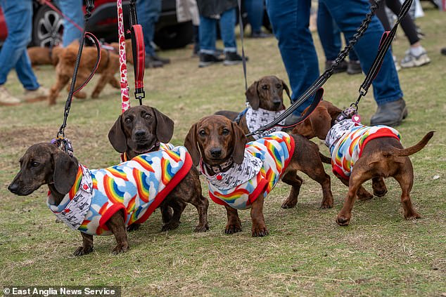 The meeting successfully raised thousands of pounds for Dedicated to Dachshunds with IVDD, a charity that supports disabled dachshunds