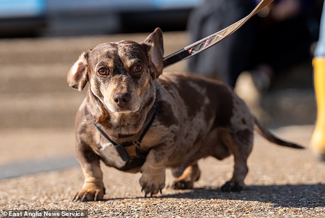 Karen Hodgkins, 61, from Bowers Gifford, Essex, who was in Southwold with husband Brian, 72, and their dachshunds Toby, Minie, Sasha and Harley, said: 'It's so lovely to see all the dogs together. They have such beautiful characters and they are so friendly'