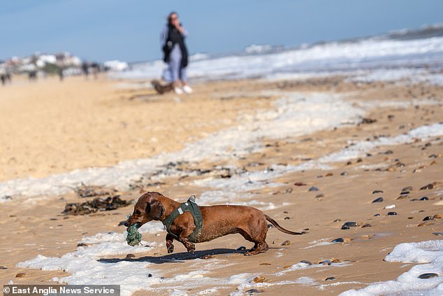 Some adventurous pups even rushed into the sea, frolicking in the foam kicked up by the strong wind