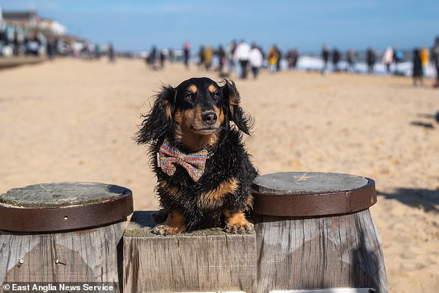 Krystal Alright, from Caister-on-Sea, who was dressed in Halloween costumes with her dogs Shelby, five, and Rollie, three, said: 'Sausage dogs are an acquired taste. I just love their personalities and their stubbornness.”