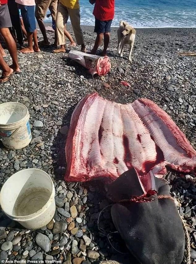 This is the inside of the shark's belly where remains believed to be Monfore's were found