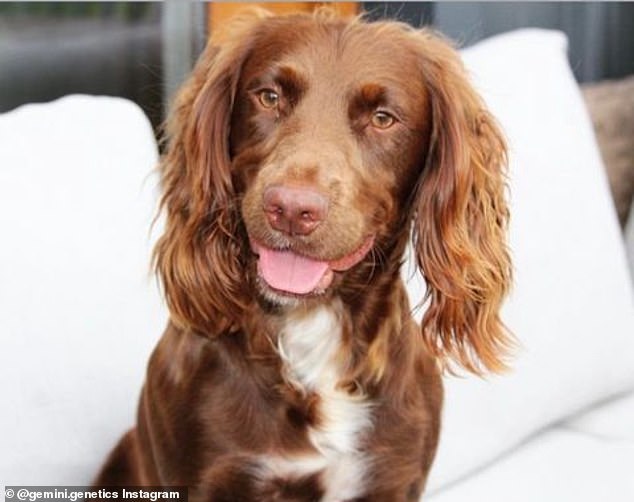 The company has a Cocker Spaniel clone on site named Gem (pictured), who started life as a piece of ear tissue from another dog