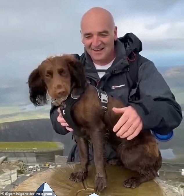 Gem the cocker spaniel (pictured) became the first cloned dog to climb to the top of Mount Snowdon