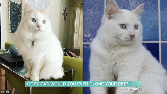 Biologically, her new cat Belle (left) is part of Chai (right) because they share the same DNA through the cloning process