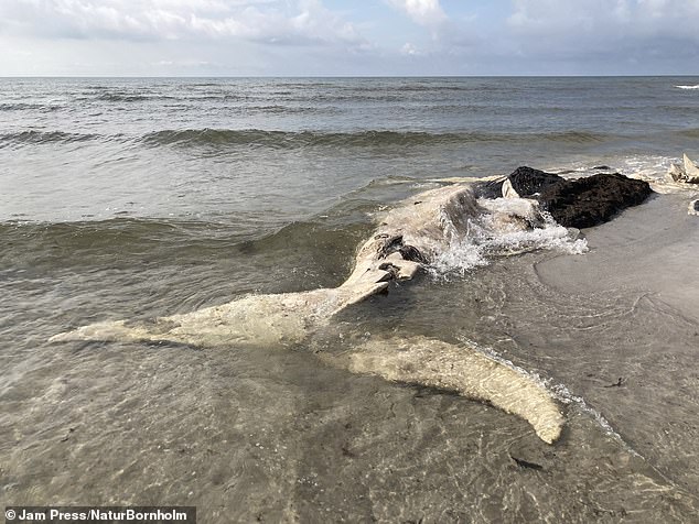 The humpback whale's penis is believed to belong to a whale that washed ashore earlier this year (pictured)