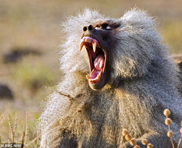 Records show more than 250 dangerous primates have been licensed in Britain, including one Hamadryas baboon (pictured) in Berkshire