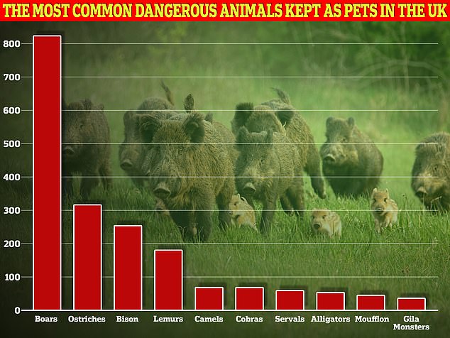 Local authorities have issued 2,700 permits for owning dangerous wild animals in 2023, of which almost 10 percent were for owning primates such as lemurs