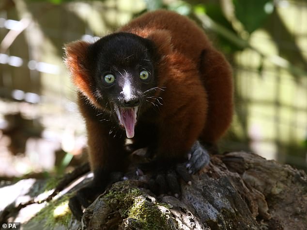 Private owners in Britain keep several critically endangered primate species, such as the red-collared lemur. Pictured: a red-collared lemur at Blair Drummond Safari Park, Scotland