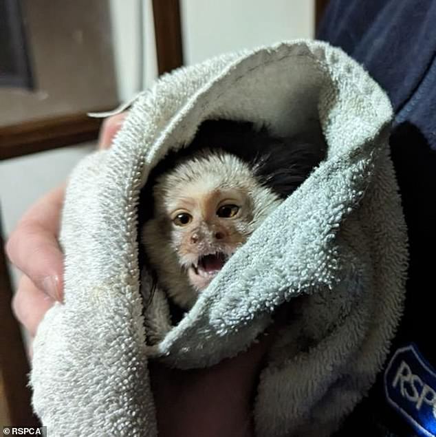 Experts warn that primates in captivity often receive extremely neglected care. Last year the RCPCA reported the rescue of a marmoset (pictured) found with severe metabolic bone disease