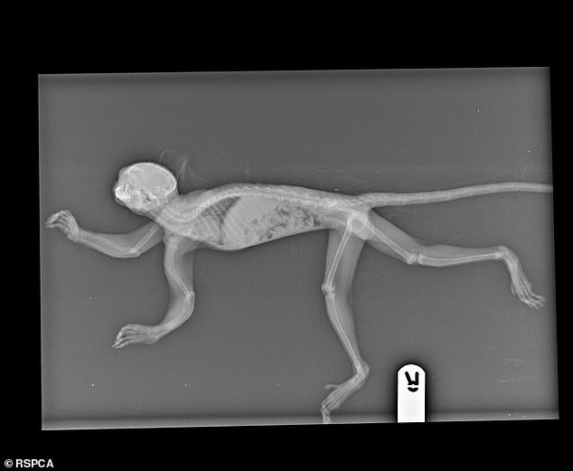 X-rays of the monkey showed that it had developed a bone disease that occurs when the animal becomes deficient in calcium or vitamin D3. The RCPCA says primates are not suitable for captivity and often develop health problems when kept in private homes.