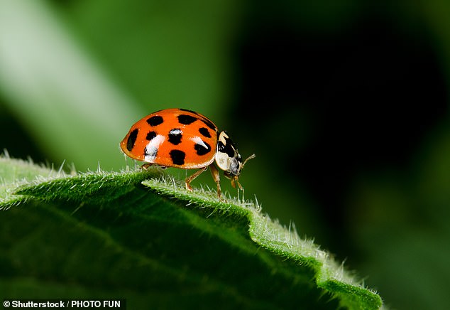 In the photo: the harlequin ladybird, native to China and Japan