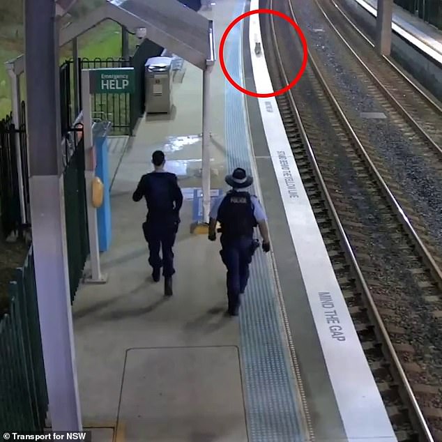 Two NSW Police officers escorted the koala back over the station fence (pictured)