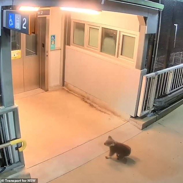 The koala casually walked up the stairs to the pedestrian bridge (photo)