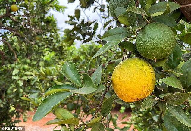 Environmental threat: Extreme heat stress puts orange groves at greater risk of citrus greening, a bacterial disease in which psyllid insects infect and eventually kill citrus trees