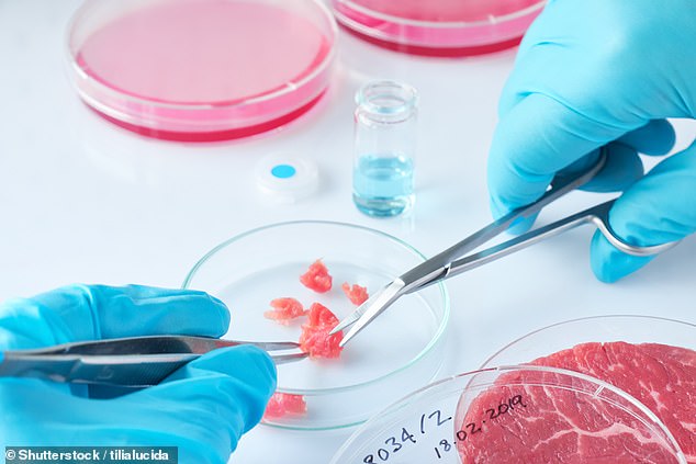 The Food Standards Agency (FSA) has announced £1.6 million in funding to research cell-cultured products. These are novel foods created without using traditional farming methods, but instead growing cells in a laboratory to make a product 'indistinguishable' from the real thing (stock image)