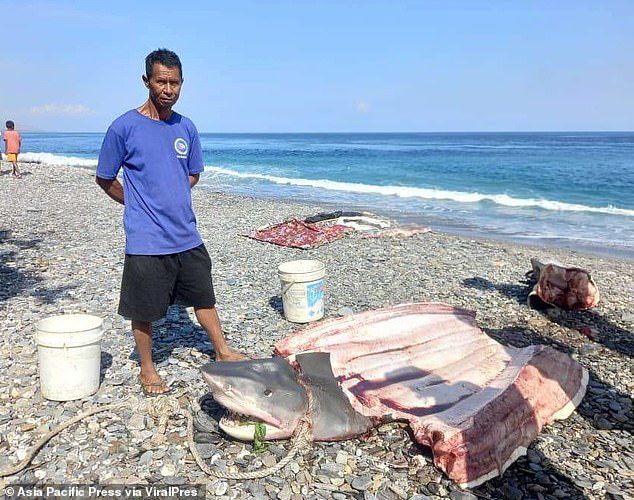 A fisherman found human remains in the belly of a shark in neighboring East Timor on Sunday