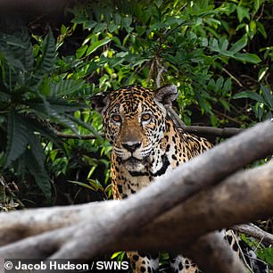 Suriname is home to an array of incredible animals