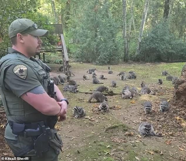 A Kitsap County woman, near Poulsbo, called authorities after realizing she couldn't leave her own home because of the abundance of raccoons on her property, which lingered in broad daylight begging for food.