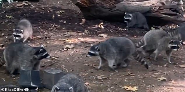 The raccoons visited her home day and night, even scratching the windows and walls of the house to get her attention.