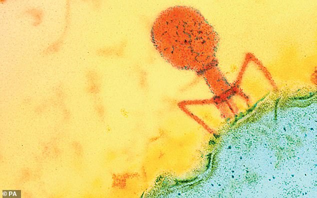 All viruses found were 'bacteriophages' (pictured), meaning they only infect bacteria. The researchers say these could be used to remove harmful microorganisms from the bathroom