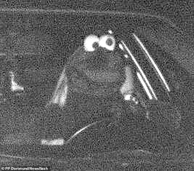 The cookie-loving blue doll was away from his usual home on the hit children's show Sesame Street and was instead spotted zooming along a German highway