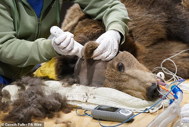 1728484620 895 Brown bear undergoes brain surgery at a British wildlife park