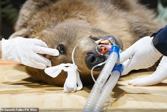 A look at Boki during the operation taking place today to drain fluid from his brain