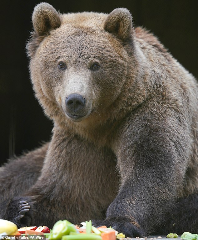 Boki, a brown bear at the Wildwood Trust, near Canterbury, Kent, is suffering from seizures