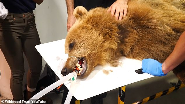 The 115kg mammal will undergo brain surgery later today to improve its health