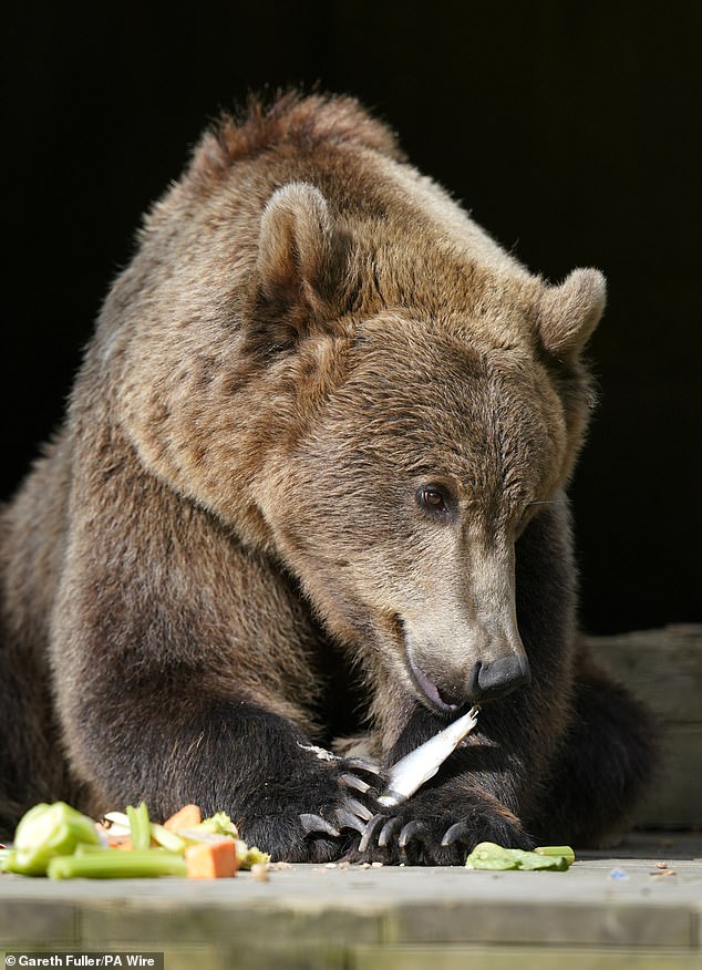 Romain Pizzi, the first surgeon to perform a similar operation on a black bear in Asia, has agreed to operate on Boki