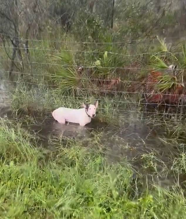 As the officer approaches and the dog realizes he is stuck, he begins to growl as the small animal stood in water up to his chest. It is unknown who owned the dog and how it got there