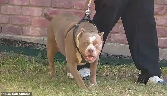 The pit bulls were taken into custody after the attack because the owner seemed more concerned about the well-being of her dogs than the baby and her daughter.