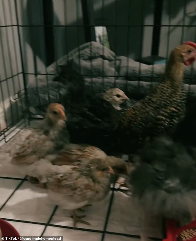 About twenty chickens were also brought in, but not in the bedroom