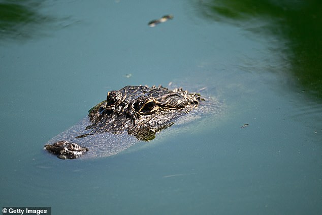 Although they rarely attack humans; Alligators can become aggressive when stressed or provoked