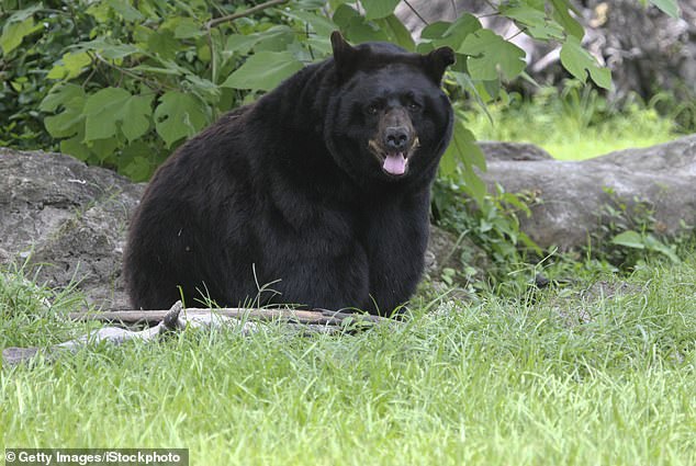 Securing bear attractants includes adding hardware to existing trash cans to make them more resistant to bears and storing food scraps away from post-hurricane debris