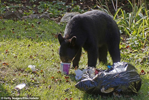 Bears throughout Florida may also benefit from easy access to food as post-storm cleanup efforts are underway and normal services have yet to resume