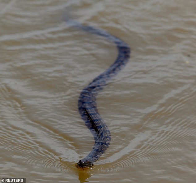 During storms, snakes can often be swept away by flood waters or cause them to seek shelter in rubble, houses, sheds or barns