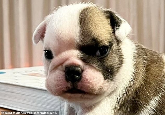 The five-month-old Bulldog was born with Atresia ani type 3, a rare birth defect, meaning she had no anus