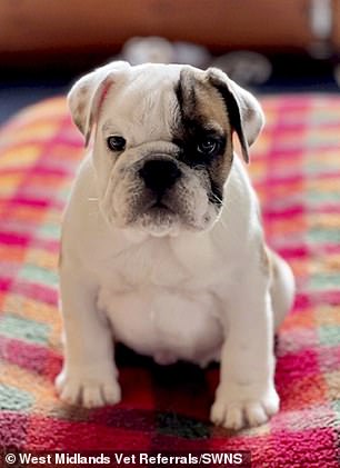 Lucky the Bulldog puppy at the time of surgery