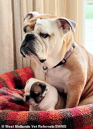 Lucky the Bulldog puppy during surgery with her mother