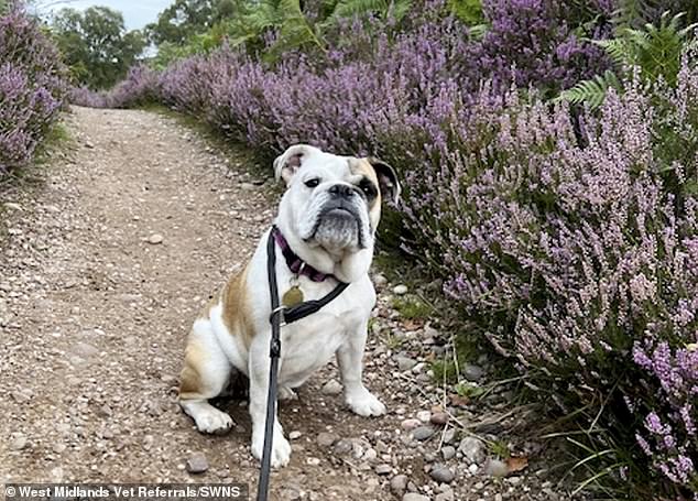 Lucky has now returned to her home in Rugeley, Staffs, where she continues her recovery