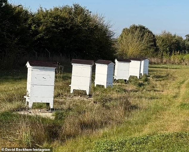 He made sure to include a photo of his row of beehives in the Instagram update, which he runs after discovering a passion for beekeeping during lockdown