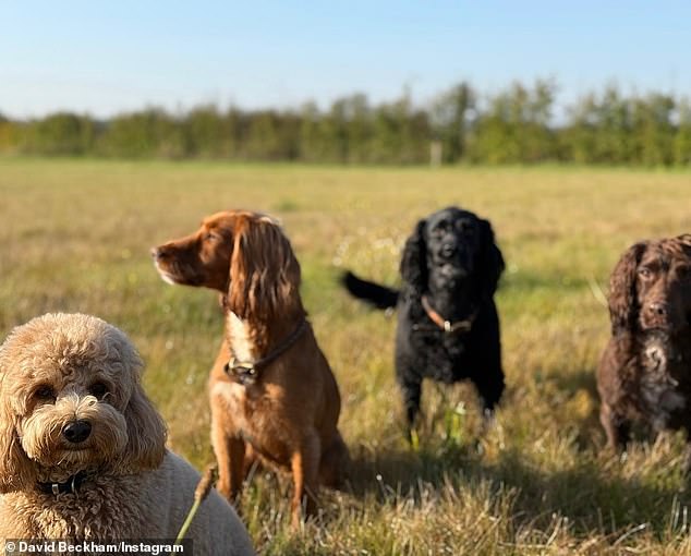 The former footballer also found time to walk four of his adorable puppies: Cocker Spaniels Olive, Sage and Fig, and Cockapoo Simba