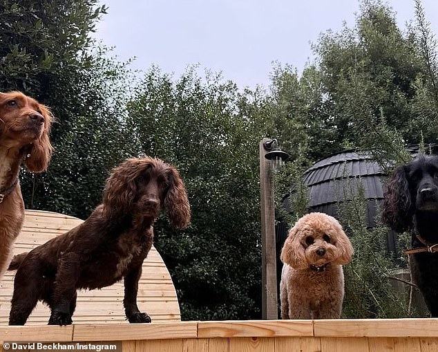 David posed for selfies with his beloved pets, as well as a few photos of the sweet pups enjoying the outdoors