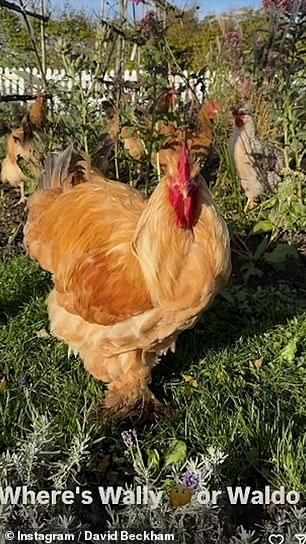 He also shared a short video of his chickens hiding among the plants with the caption: 'Where's Wally? or Waldo'