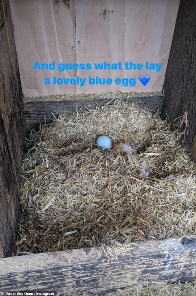 “And guess what they laid a beautiful blue egg,” he wrote in one post